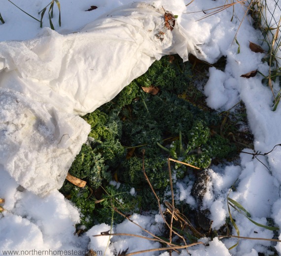 Kale under snow