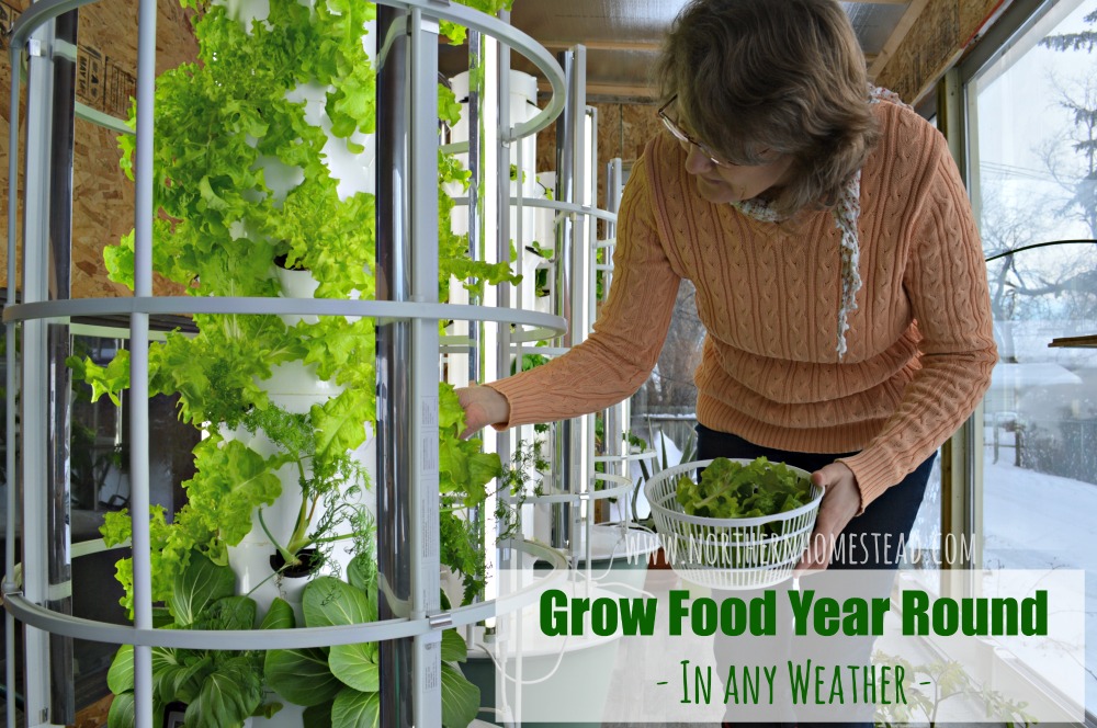 Growing an indoor edible window garden in water - Grow your own Salad Greens Year Round