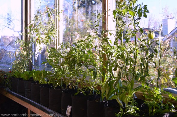 Trouble-shooting in an Indoor Edible Window Garden