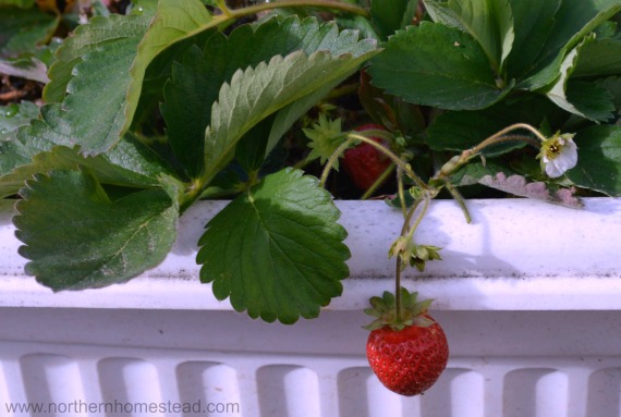 everbearing strawberries in container