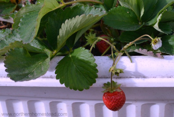 Trouble-shooting in an Indoor Edible Window Garden