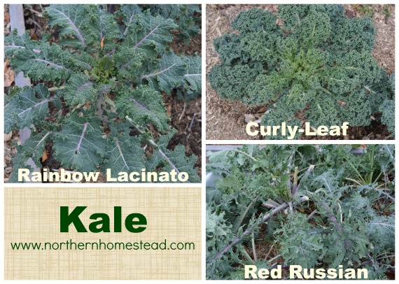 Hardy Plant - Kale