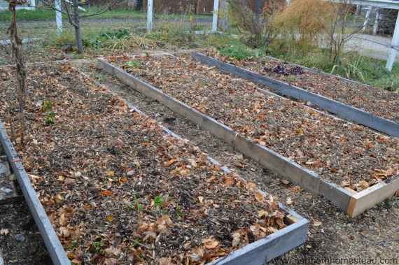 Preparando o jardim para o inverno - Cubra o solo