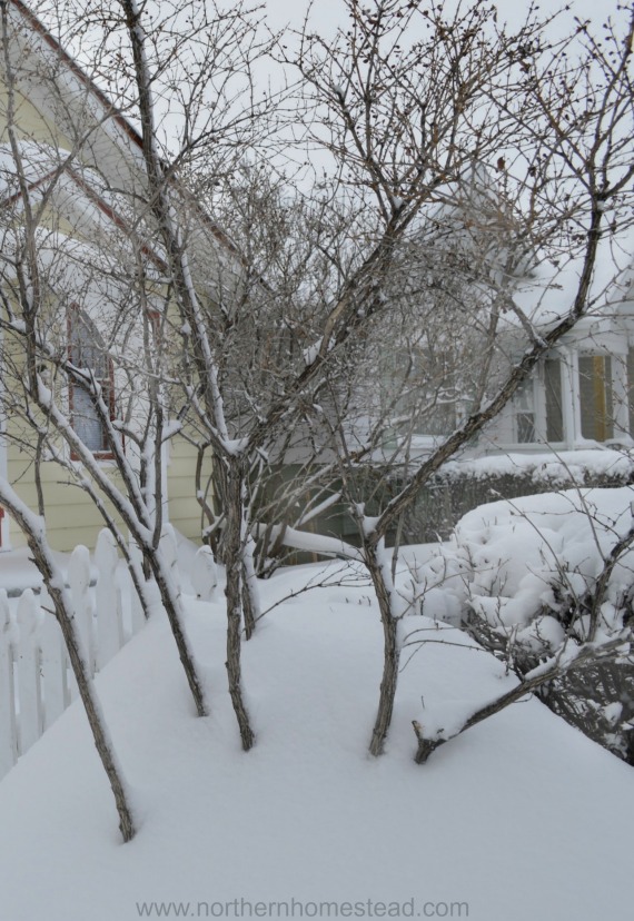 Preparing the Garden for Winter