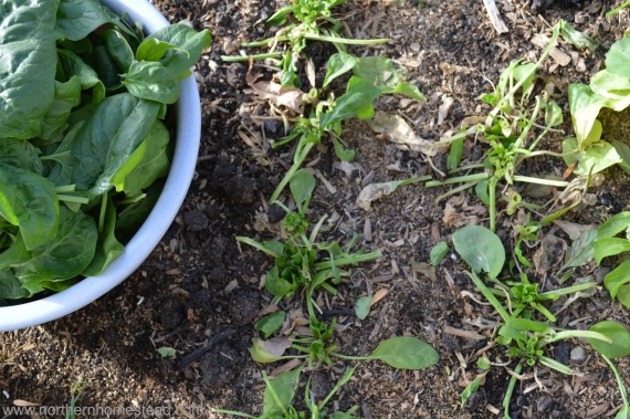 Growing Overwintering Spinach in Cold Climate - Preparing the Garden for Winter