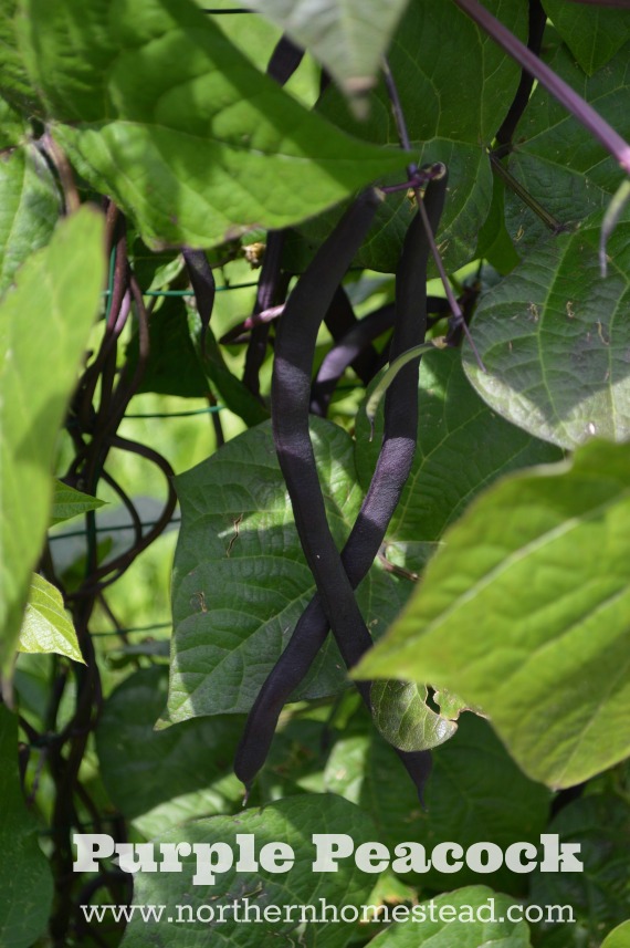 12 Favorites to Grow in the Garden - Purple Peacock Green beans