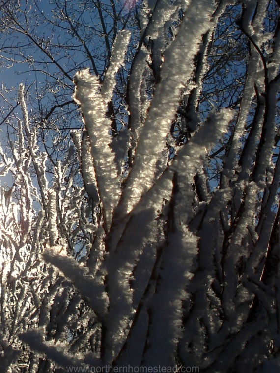 Hoar Frost and Rime Ice Beauty