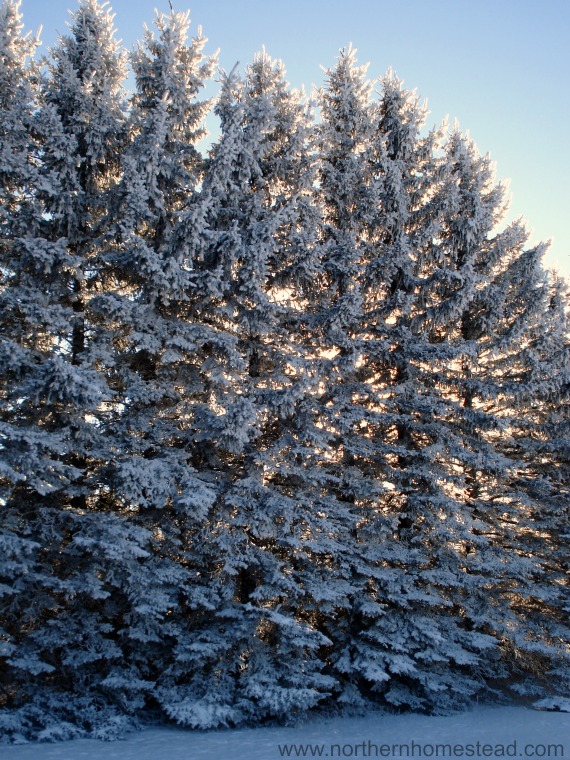 Hoar Frost and Rime Ice Beauty