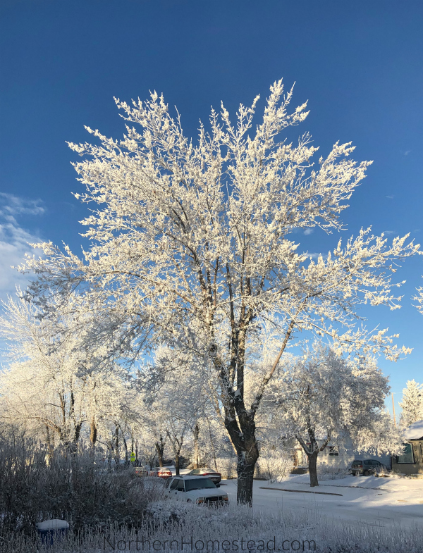 Hoar Frost and Rime Ice Beauty