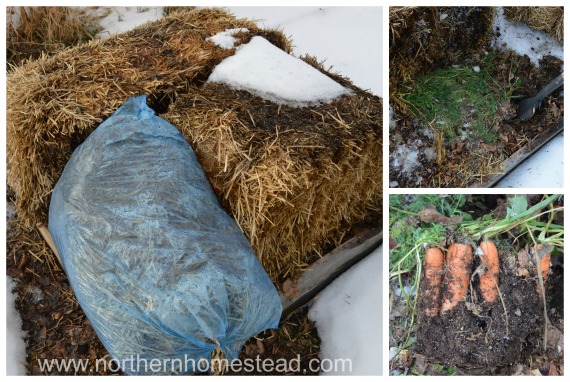 Garden Update – January 2015 - Winter Carrots