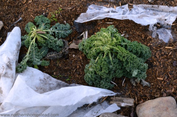 Garden Update – January 2015 - Kale