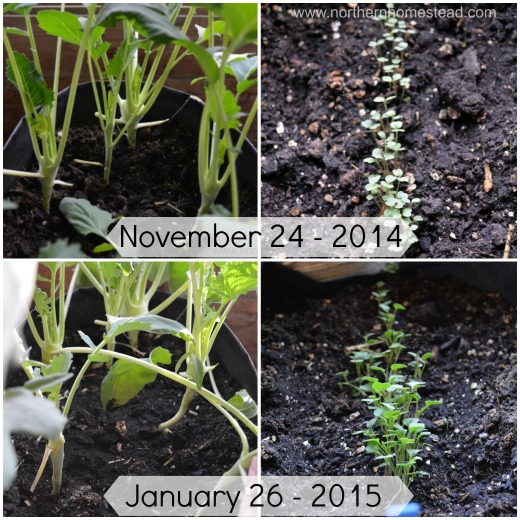 Garden Update – January 2015 - We could really see the impact the "below 10 hour days" have.