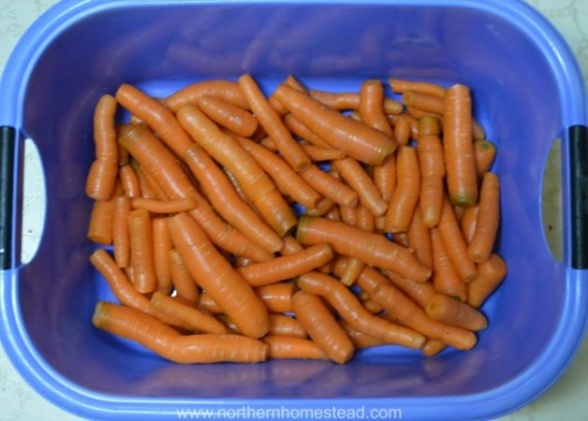 Growing food - carrots