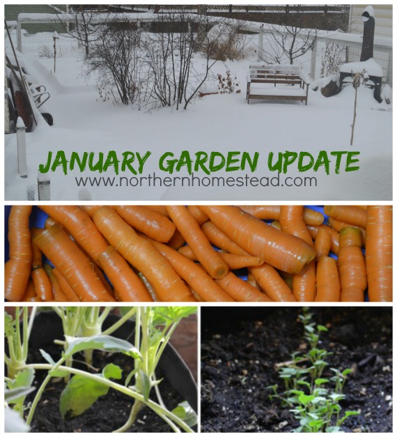 January Garden Update - A winter growing, winter harvest experiment in Zone 3. And a new growing adventure with the Tower Garden.