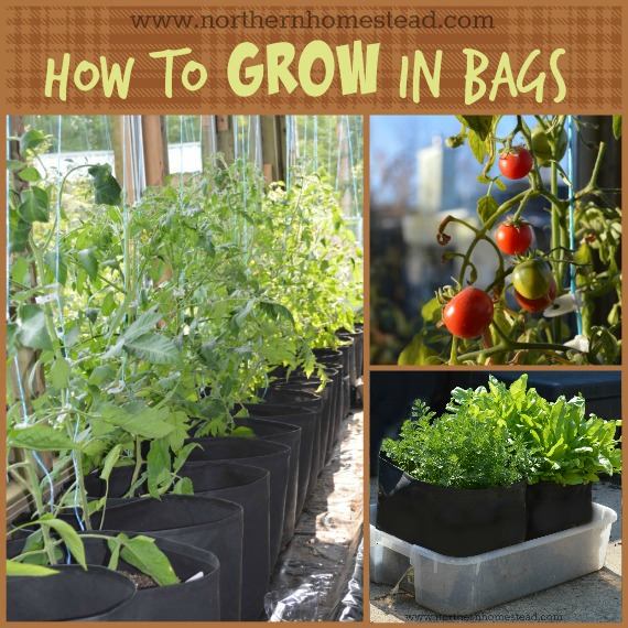 How To Grow In Bags Northern Homestead - Square Foot Gardening In Grow Bags