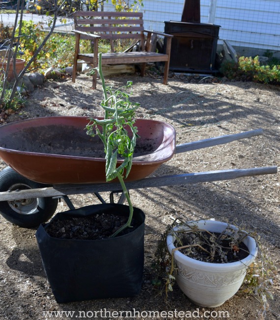 The Best Choice for Container Gardening: An Intro to Grow Bags