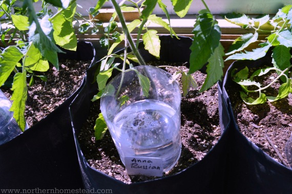 In this post wee talk about growing an indoor edible window garden in soil. Learn what soil and containers to use, how to water and fertilize an indoor garden.