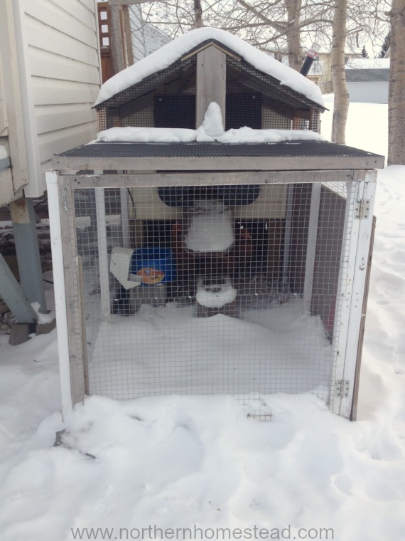 Keeping Chickens in Serious Winter like zone 3 winter, where temperatures drop to -40. Here are 4 chicken keeper's sharing their winter experiences.