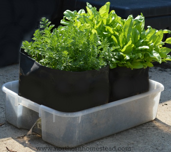 In this post wee talk about growing an indoor edible window garden in soil. Learn what soil and containers to use, how to water and fertilize an indoor garden.