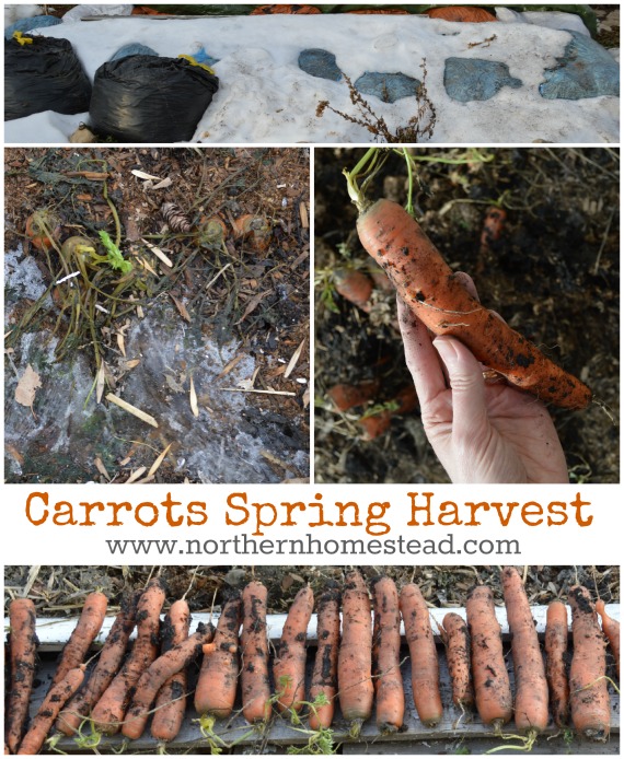 Garden Update - Carrots Spring Harvest