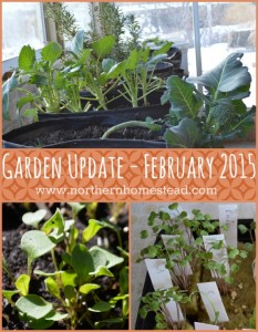 Garden Update - February 2015, see what is going on garden wise at Northern Homestead. Greenhouse, seeds and the aeroponic Tower Garden.