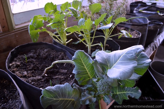 Temperature for an indoor edible window garden