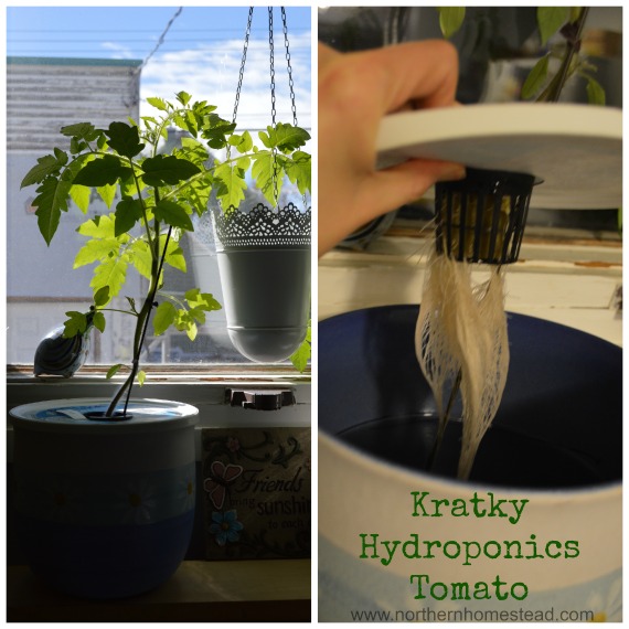 Garden Update - Kratky Hydroponics Tomato