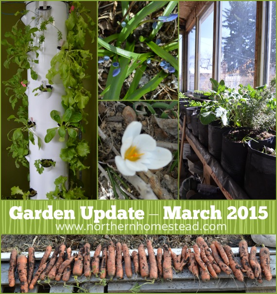 Garden update - March 2015 is very exciting! We did planting, growing and harvesting all in one month. In the Greenhouse, outdoors and indoor hydroponic. 