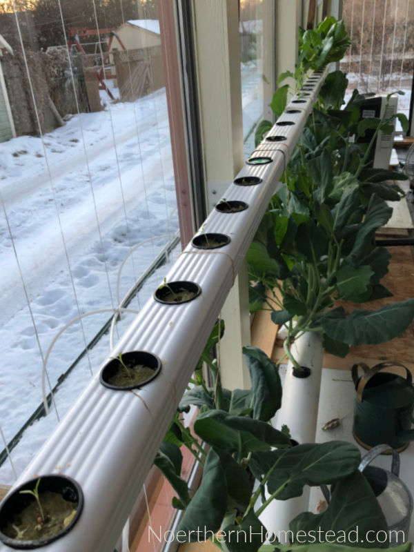 Planting a Hydroponic Garden