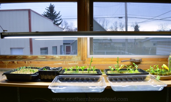 Planting a Hydroponic Garden