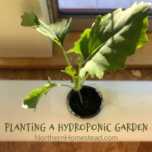 Planting a Hydroponic Garden