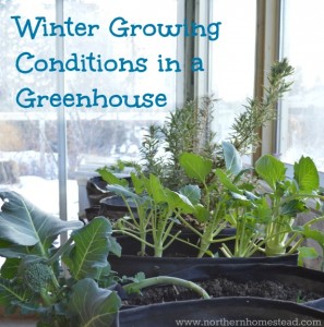 Winter growing is not the same as winter harvesting. There are several winter growing conditions in a greenhouse that need to be met, to be able to grow.