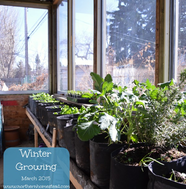 Winter Growing Conditions in a Greenhouse