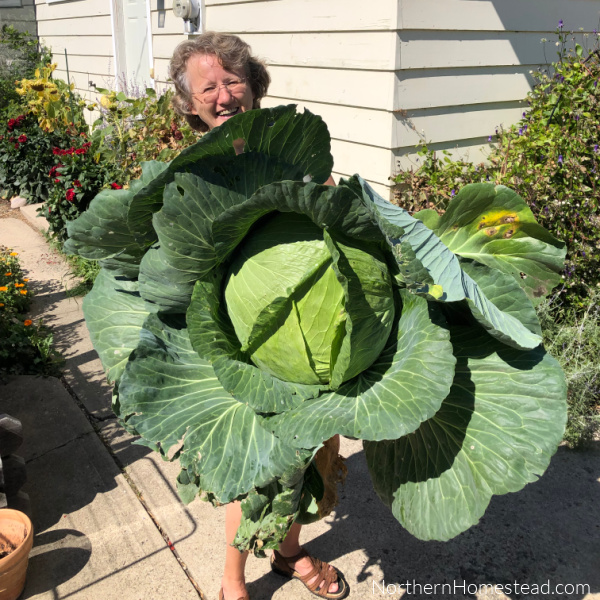 Growing Food - Cabbage