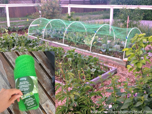 Growing Food - Cabbage - Northern Homestead