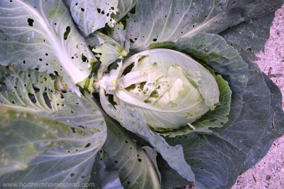 Cabbage caterpillars