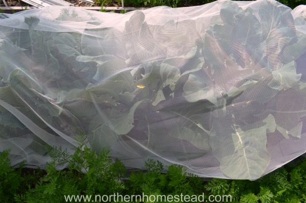 Cabbage netting to protect from bugs