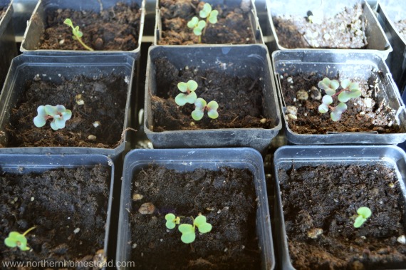 Cabbage seedlings