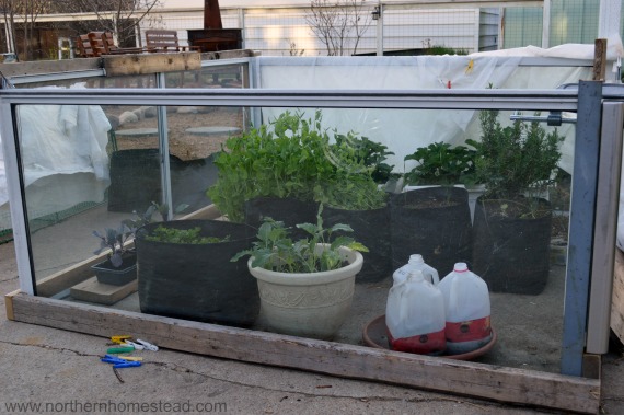 Garden Update - The temporary greenhouse 