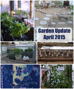 Garden Update – April 2015. Lots growing here in the perennial, annual and hydroponic garden. Using Tower Garden, Kratky method and traditional gardening.