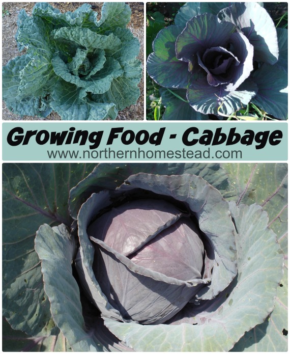 Growing food - Cabbage is a must have in the garden. It can be grown in warm areas in the winter, or in cold areas in the summer.