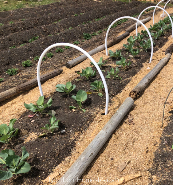 Growing food cabbage