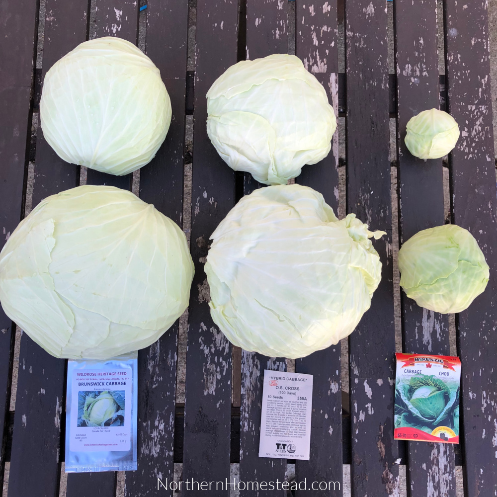 Growing Food - Cabbage