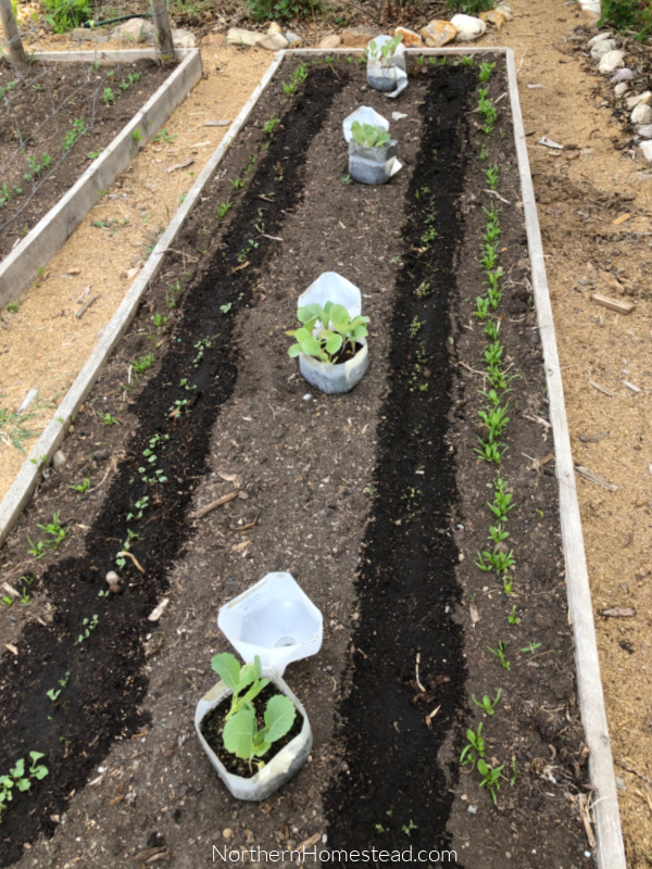 growing Food Cabbage