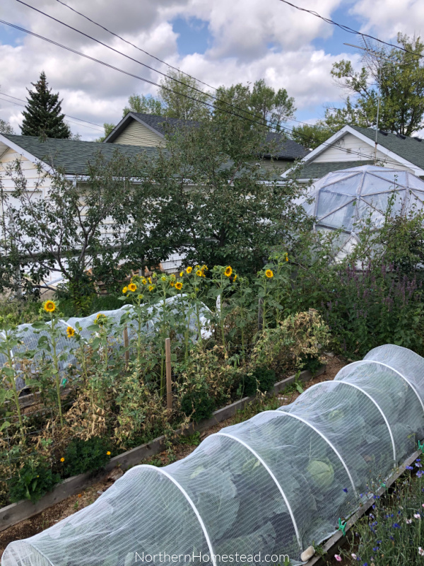 Growing food cabbage