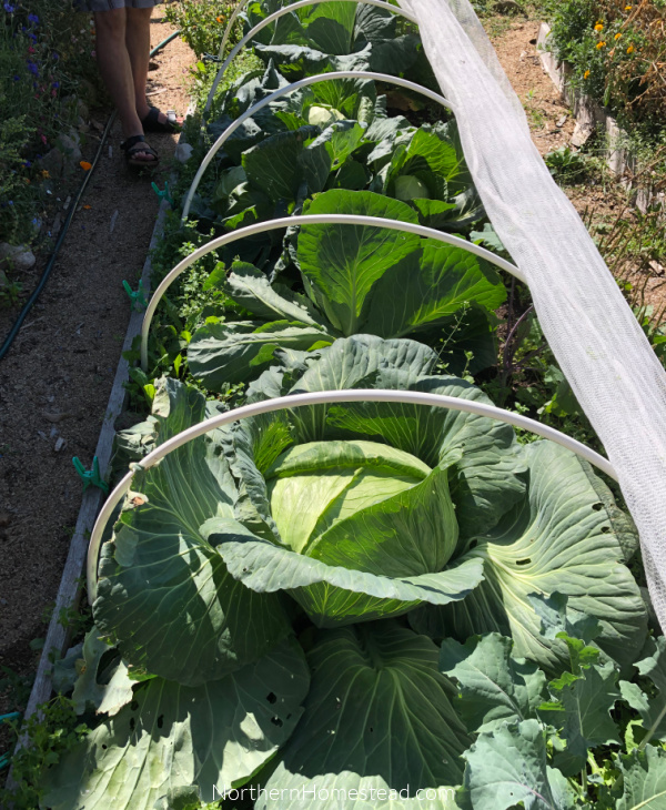 Growing food cabbage