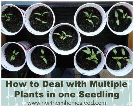 Seedlings are great for short season gardeners. They help us to extend the growing season up front. Transplanting seedlings can be tricky though. Here is how to deal with multiple plants in one seedling.