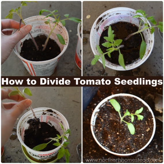 How to divide tomato seedlings