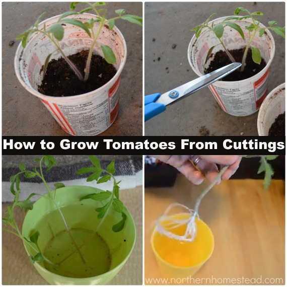 How to grow tomato seedlings from cuttings