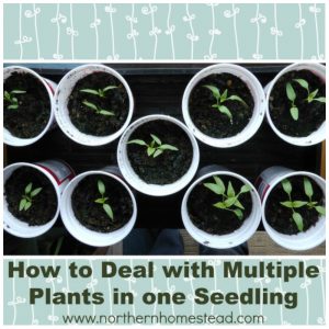 Seedlings are great for short season gardeners. Transplanting seedlings can be tricky though. Here is how to deal with multiple plants in one seedling.